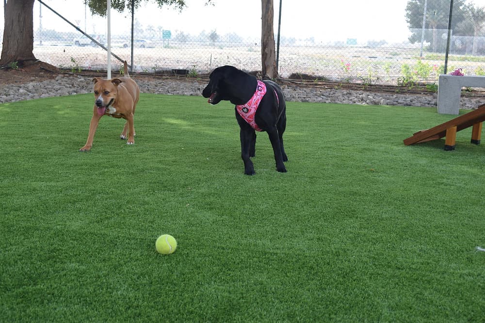 How Long Does Artificial Grass Last in Dubai? | Mazegrass