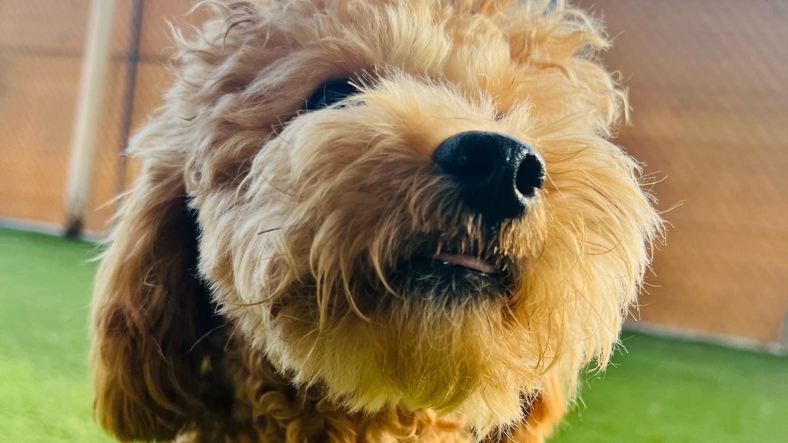 A cavapoo standing on Maze Grass artificial lawn in the Dubai sunshine