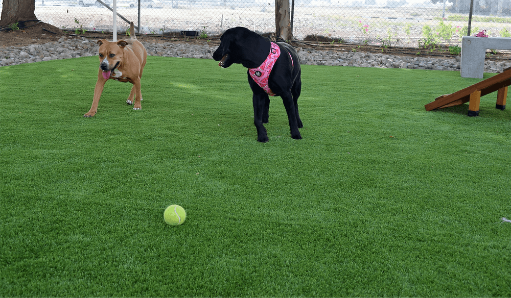 Is Artificial Grass Safe for Pets in Dubai?
