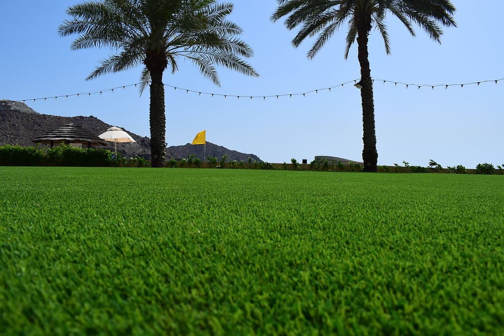 Why choose Mazegrass?