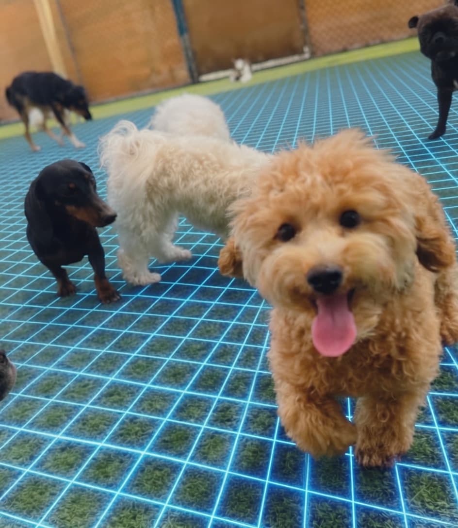 Dogs running on a Maze Grass pet area filled with Envirofill infill